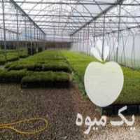 فروش نشا صیفی جات در بوئین زهرا در گروه خرید فروش نشا - انواع گوجه برنج کاهو پیاز کاری فرنگی در یکمیوه