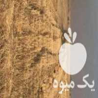 فروش کاه گندم پرسی ، کلش گندم در اهواز در گروه خوراک دام و طیور - پرواری شیری علوفه یونجه در یکمیوه