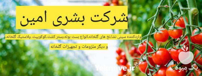 فروش ملزومات و تجهیزات گلخانه در تهران در گروه خرید فروش نشا - انواع گوجه برنج کاهو پیاز کاری فرنگی در یکمیوه -عکس1
