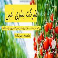 فروش ملزومات و تجهیزات گلخانه در تهران در گروه خرید فروش نشا - انواع گوجه برنج کاهو پیاز کاری فرنگی در یکمیوه