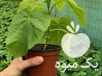 فروش نهال پالونیا در قزوین در گروه خرید فروش نهال - انواع گردو پسته بادام سلطانی انگور در یکمیوه -عکس1