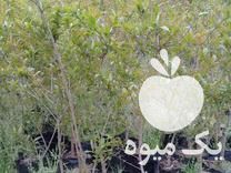 فروش نهال انار گل شیرین دو ساله گلدانی در بهشهر در گروه خرید فروش نهال - انواع گردو پسته بادام سلطانی انگور در یکمیوه -عکس1