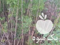 فروش نهال گلدونی در نشتیفان در گروه خرید فروش نهال - انواع گردو پسته بادام سلطانی انگور در یکمیوه -عکس1