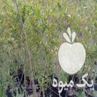 فروش نهال انار گل شیرین دو ساله گلدانی در بهشهر در گروه خرید فروش نهال - انواع گردو پسته بادام سلطانی انگور در یکمیوه