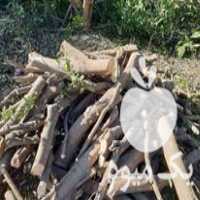 خریدار چوب مرکبات پرتغال نارنج و لیمو در گرگان در گروه خرید فروش عمده چوب- زغال چوب گردو تبریزی خام در یکمیوه