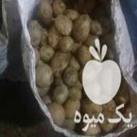 فروش بذر سیب زمینی جیلی 98 تخم مرغی در زنجان در گروه خرید فروش عمده سیب زمینی - زودرس دیررس آگریا اسپریت اردبیل همدان در یکمیوه