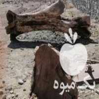 فروش چوب گردو خشک در تربت حیدریه در گروه خرید فروش عمده چوب- زغال چوب گردو تبریزی خام در یکمیوه