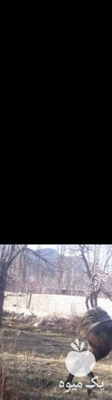 فروش اسب مادیان ترکی در شیراز در گروه اسب و الاغ خر و فروش قاطر- ترکمن عربی سفید نر و ماده در یکمیوه -عکس1