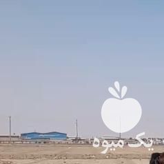 فروش اسب مادیان کرد خالص در اصفهان در گروه اسب و الاغ خر و فروش قاطر- ترکمن عربی سفید نر و ماده در یکمیوه -عکس1