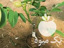 فروش انواع نهال اصلاح شده گردو در همدان در گروه خرید فروش نهال - انواع گردو پسته بادام سلطانی انگور در یکمیوه -عکس1