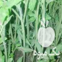 فروش شیتیل گوجه فرنگی اصل بانکا در میاندوآب در گروه خرید فروش عمده گوجه فرنگی - فرنگی سبز قرمز سیاه کبابی ربی در یکمیوه