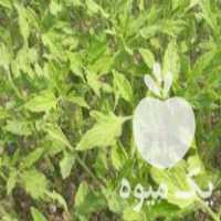 فروش شکیل گوجه فرنگی سما در اردبیل در گروه خرید فروش بذر - انواع محصول کشاورزی گوجه کتان میوه درخت در یکمیوه