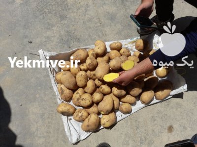 سیب زمینی در بهار  در گروه خرید فروش عمده سیب زمینی - زودرس دیررس آگریا اسپریت اردبیل همدان در یکمیوه