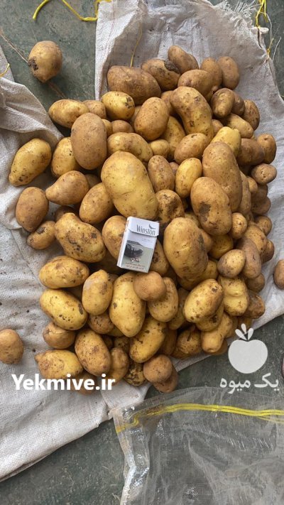 سیب زمینی در بهار  در گروه خرید فروش عمده سیب زمینی - زودرس دیررس آگریا اسپریت اردبیل همدان در یکمیوه -عکس4