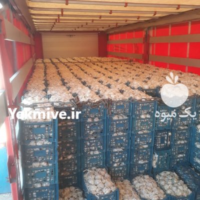 سیر در بهار  در گروه خرید فروش عمده سیر - تازه خام ترشی خشک صادراتی در یکمیوه -عکس1