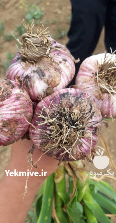سیر در بهار  در گروه خرید فروش عمده سیر - تازه خام ترشی خشک صادراتی در یکمیوه -عکس2