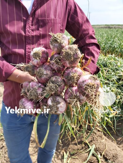 سیر در بهار  در گروه خرید فروش عمده سیر - تازه خام ترشی خشک صادراتی در یکمیوه