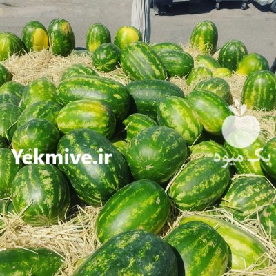 هندوانه در بهار  در گروه خرید فروش عمده هندوانه - صادراتی گرد بیضی زرد قرمز در یکمیوه