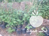 فروش نهال دوساله کیوی در آستارا در گروه خرید فروش نشا - انواع گوجه برنج کاهو پیاز کاری فرنگی در یکمیوه -عکس1