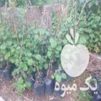 فروش نهال دوساله کیوی در آستارا در گروه خرید فروش نشا - انواع گوجه برنج کاهو پیاز کاری فرنگی در یکمیوه