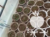 فروش فوری نشا خیار و بادمجان وکدو در میاندوآب در گروه خرید فروش نشا - انواع گوجه برنج کاهو پیاز کاری فرنگی در یکمیوه -عکس1