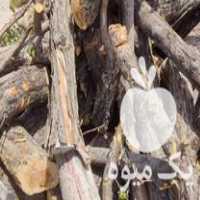 فروش چوب سیب ذغالی زغالی در اصفهان در گروه خرید فروش عمده چوب- زغال چوب گردو تبریزی خام در یکمیوه