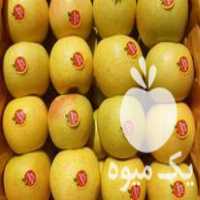 فروش 100 تن سیب سفید در ارومیه در گروه خرید فروش عمده سیب - زرد و قرمز گلاب پاییزه در یکمیوه