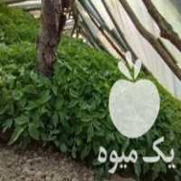 فروش انواع نشا شیتیل گوجه فرنگی و بادمجان سیاه و انواع فلفل در شبستر در گروه خرید فروش نشا - انواع گوجه برنج کاهو پیاز کاری فرنگی در یکمیوه