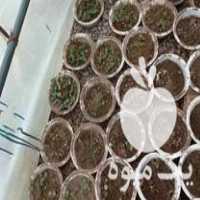 فروش فوری نشا خیار و بادمجان وکدو در میاندوآب در گروه خرید فروش نشا - انواع گوجه برنج کاهو پیاز کاری فرنگی در یکمیوه