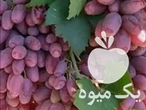 فروش نهال انگور در شیروان در گروه خرید فروش نهال - انواع گردو پسته بادام سلطانی انگور در یکمیوه -عکس1