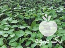 فروش نشا گوجه خیار فلفل بادمجان و   عمده و تکی در ابهر در گروه خرید فروش نشا - انواع گوجه برنج کاهو پیاز کاری فرنگی در یکمیوه -عکس1