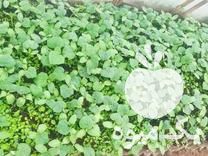 فروش نهال خیارر در همدان در گروه خرید فروش نهال - انواع گردو پسته بادام سلطانی انگور در یکمیوه -عکس1