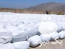 فروش ذرت علوفه ای در سیدان در گروه خوراک دام و طیور - پرواری شیری علوفه یونجه در یکمیوه -عکس1