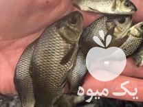 فروش بهترین نژاد بچه ماهی و غذای ماهی ارسال تمام ایران در گرگان در گروه انواع ماهی - سالمون شیر کپور قرمز شوریده سفید گوپی مرکب در یکمیوه -عکس1