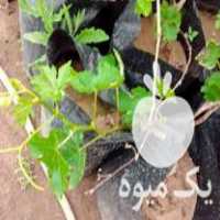 فروش نهال انگور گلدانی و ریشه لخت در تاکستان در گروه خرید فروش نهال - انواع گردو پسته بادام سلطانی انگور در یکمیوه