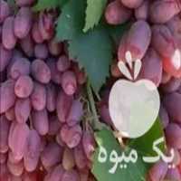 فروش نهال انگور در شیروان در گروه خرید فروش نهال - انواع گردو پسته بادام سلطانی انگور در یکمیوه