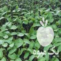 فروش نشا گوجه خیار فلفل بادمجان و   عمده و تکی در ابهر در گروه خرید فروش نشا - انواع گوجه برنج کاهو پیاز کاری فرنگی در یکمیوه