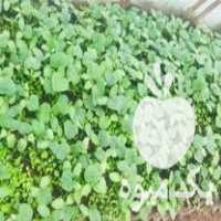 فروش نهال خیارر در همدان در گروه خرید فروش نهال - انواع گردو پسته بادام سلطانی انگور در یکمیوه