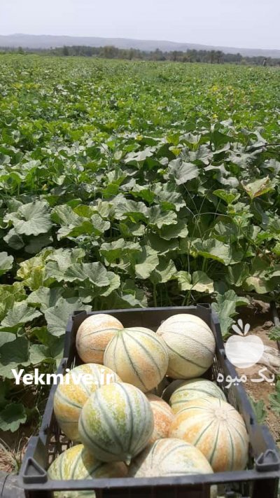 واردکننده و توزیع انواع بذر هیبریدی در کازرون در گروه خرید فروش بذر - انواع محصول کشاورزی گوجه کتان میوه درخت در یکمیوه