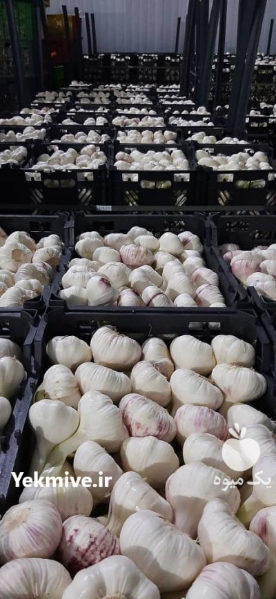 سیر در بهار  در گروه خرید فروش عمده سیر - تازه خام ترشی خشک صادراتی در یکمیوه -عکس1