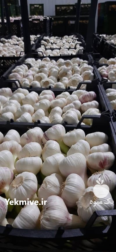 سیر در بهار  در گروه خرید فروش عمده سیر - تازه خام ترشی خشک صادراتی در یکمیوه -عکس2