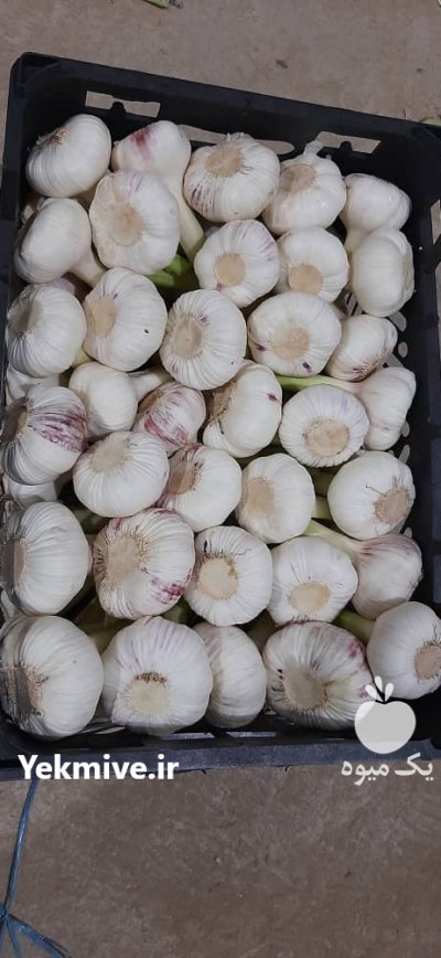 سیر در بهار  در گروه خرید فروش عمده سیر - تازه خام ترشی خشک صادراتی در یکمیوه