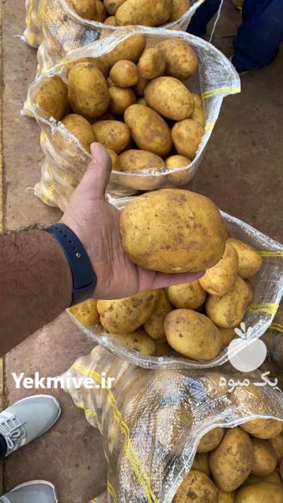 سیب زمینی در بهار  در گروه خرید فروش عمده سیب زمینی - زودرس دیررس آگریا اسپریت اردبیل همدان در یکمیوه