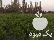 فروش نهال انگور در ارومیه در گروه خرید فروش نهال - انواع گردو پسته بادام سلطانی انگور در یکمیوه -عکس1