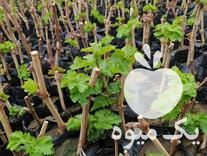 فروش انواع تاک های انگور در کاشمر در گروه خرید فروش عمده انگور - یاقوتی شانی عسگری بی دانه قرمز در یکمیوه -عکس1