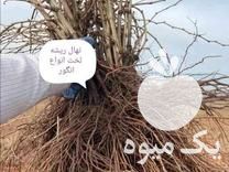 فروش نهال ریشه لخت انواع انگور در شیروان در گروه خرید فروش نهال - انواع گردو پسته بادام سلطانی انگور در یکمیوه -عکس1