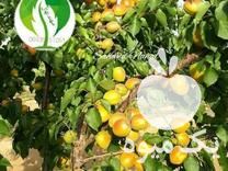 فروش مرغوبترین نهال انواع درختان میوه و تزئینی در ترک در گروه مرغ و خروس و بوقلمون و اردک قو قاز در یکمیوه -عکس1