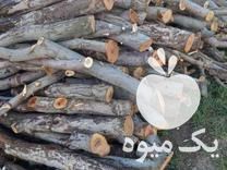 خریدار انواع چوب خشک و ضایعات و انواع درخت میوه ای هستیم در بوکان در گروه خرید فروش عمده چوب- زغال چوب گردو تبریزی خام در یکمیوه -عکس1
