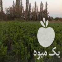 فروش نهال انگور در ارومیه در گروه خرید فروش نهال - انواع گردو پسته بادام سلطانی انگور در یکمیوه