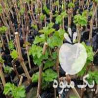 فروش انواع تاک های انگور در کاشمر در گروه خرید فروش عمده انگور - یاقوتی شانی عسگری بی دانه قرمز در یکمیوه